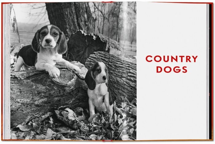 ŠUNYS_fotografijų-knyga_dizaino_studija_follow11.lt - Jovita Bingelytė