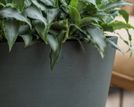 Vazonas BUCKET S, Ø50xH40 cm, pušų žalias