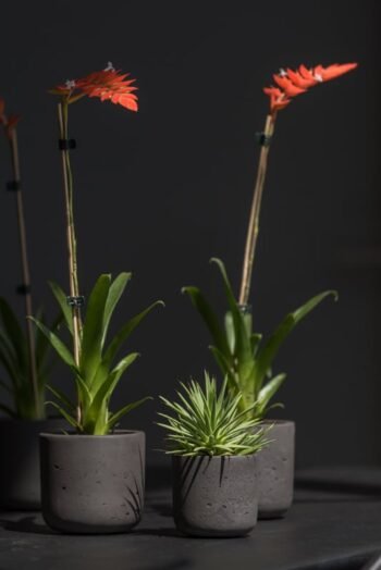 Vazonas CHARLIE XXS, Ø10,6xH9,9 cm, matinis juodas