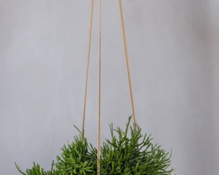 Vazonas EILEEN M (PAKABINAMAS), Ø29xH11 cm, šviesiai pilkas